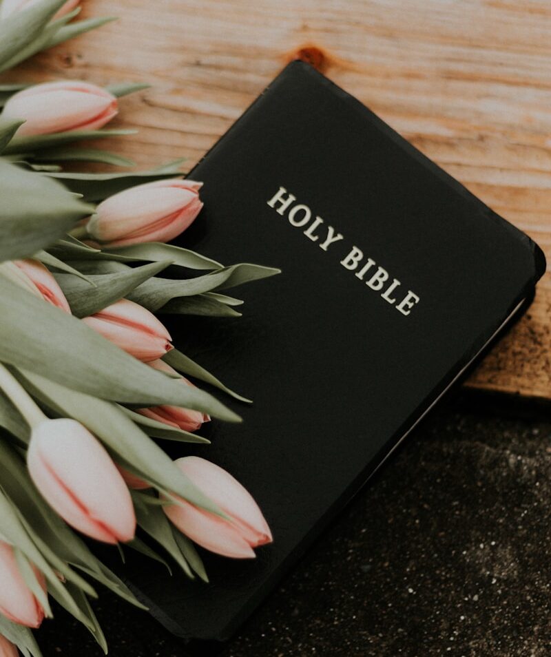 Holy Bible under pink tulips